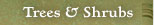 Trees/Shrubs